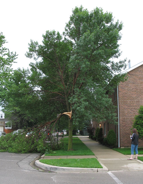 Damaged Tree at the Condo