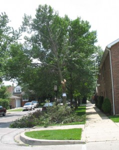 2/3 of the tree removed by city