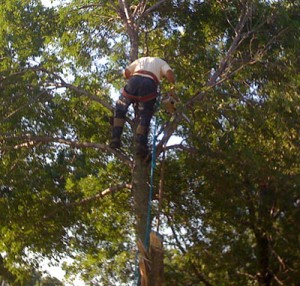 Crew trims the trees