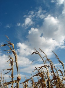 Beautiful Fall Sky