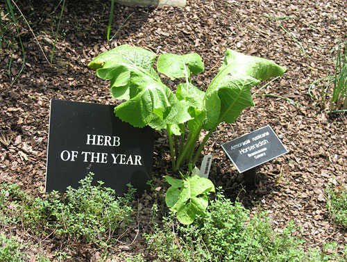 Herb of the Year?