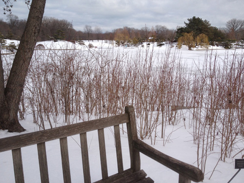 Along the lagoon at the Botanic Garden